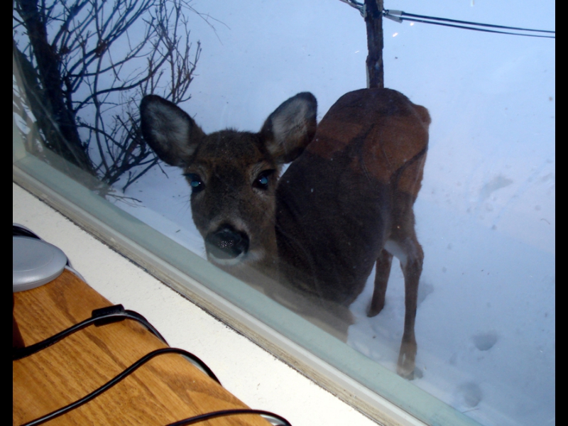 Millwood, March 2007: one of the last snow days of the year - a surprise visitor at the ZOHO office windows.